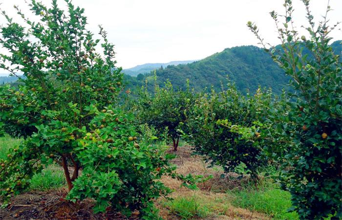 益阳市泥江口石子塘矿山生态香蕉污视频免费在线观看——国家油茶林示范基地