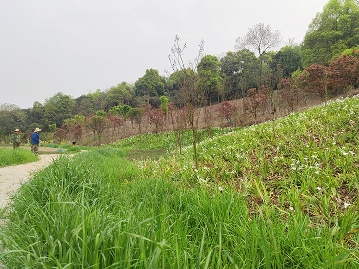 衡阳市常宁水口山铅锌煤矿区山水林田湖草生态保护香蕉污视频免费在线观看试点工程