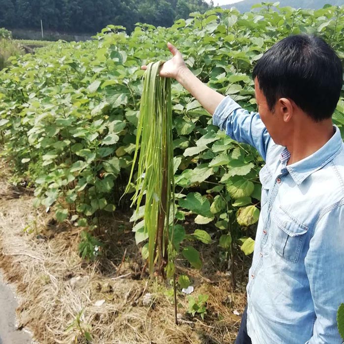 基地苎麻麻皮1